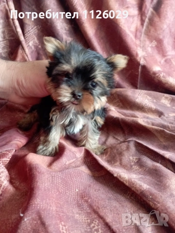 Мини йорки - момичета , снимка 7 - Йоркширски териер - 54235703