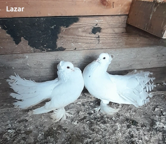 Продавам Бели омски, снимка 3 - Гълъби - 54334499