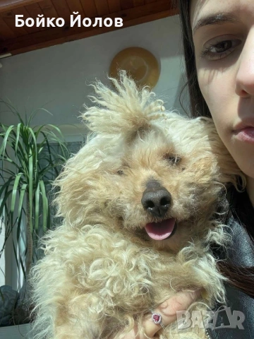 Подарявам пудел, снимка 3 - Пудели - 54295749