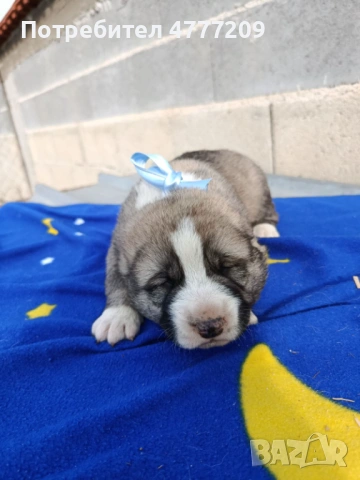 САО-АЛАБАЙ , снимка 5 - Други - 53970663