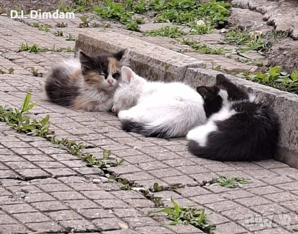 Подарявам котета, снимка 9 - Други - 54856697