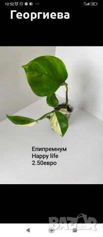 декоративно листни растения , снимка 7 - Стайни растения - 54615459
