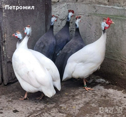 Яйца от токачки, снимка 3 - Кокошки и пуйки - 54916486