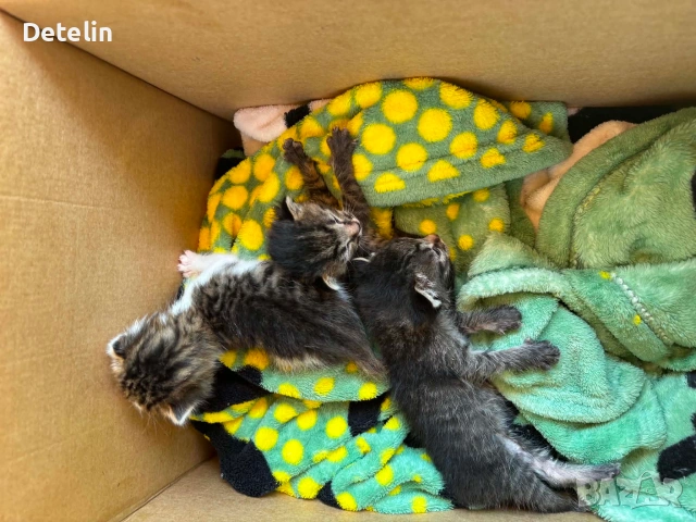 Подаряват се котенца на 1 месец