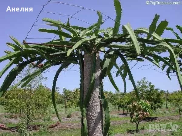Драконов плод растение в саксия , снимка 2 - Стайни растения - 55669850