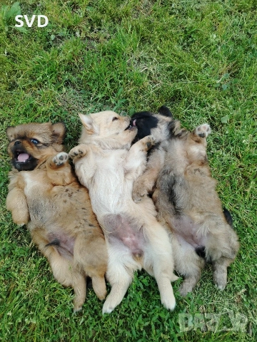Пекинези, снимка 5 - Пекинез - 54973595