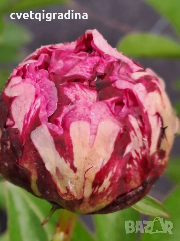 Paeonia ‘The Fawn’ / Божур „Еленчето“