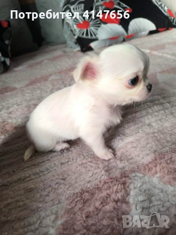 Чихуахуа момиченце, снимка 4 - Чихуахуа - 54370308