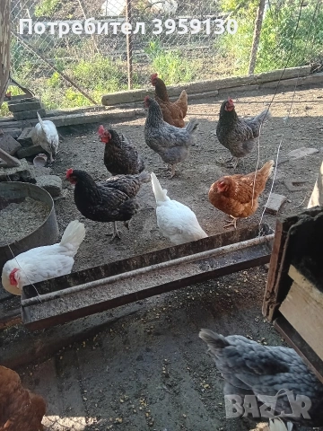 Продавам домашни кокошки. Стават за месо и яйца!