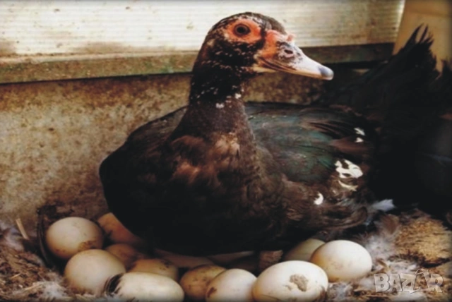 оплодени и проверени Яйца ПАТИЦА -Разплодни яйца за люпене от НЕМИ Патки порода Мускусна Турска, снимка 6 - Кокошки и пуйки - 54196551