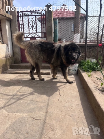 Кавказчета , снимка 4 - Кавказка овчарка - 54201907