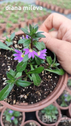 Скаевола - лилава, бяла и розова!!, снимка 14 - Градински цветя и растения - 54161547