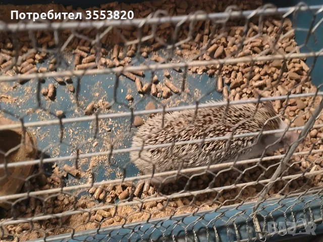 Африкански таралеж, снимка 3 - Други животни - 55653005