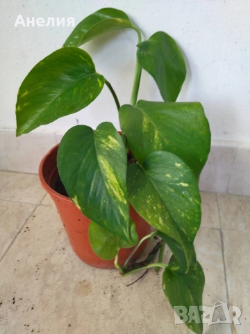 Дяволски бръшлян (Epipremnum aureum), снимка 2 - Стайни растения - 54758014