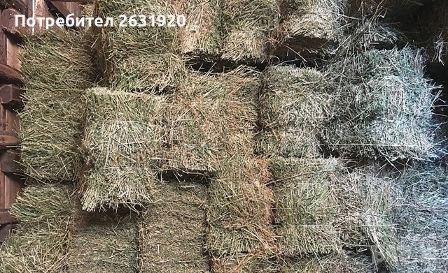 Бали люцерна 