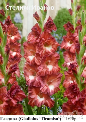 Гладиол (Gladiolus ‘Tiramisu’) - грудки