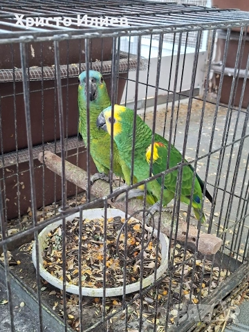 Парот център Бургас продава двойка синьочели амазони 