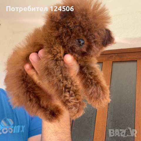 Той пудел пуделче , снимка 2 - Пудели - 54549598