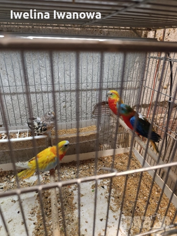 Продавам неофеми , снимка 2 - Папагали - 54322117