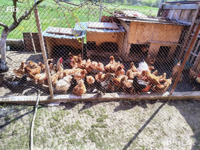 кокошки, снимка 3 - Кокошки и пуйки - 54252198