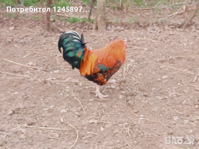 Петли доставка в близките населени места. 