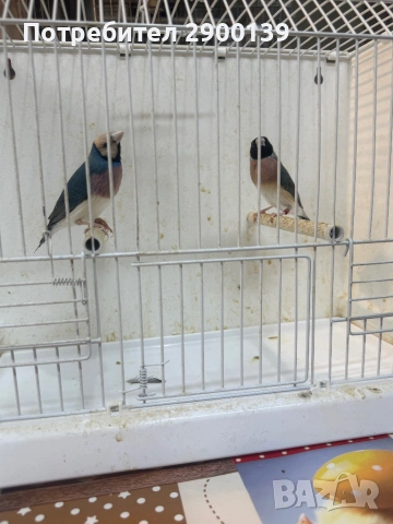 Гулди сини, снимка 3 - Амадини - 54154995