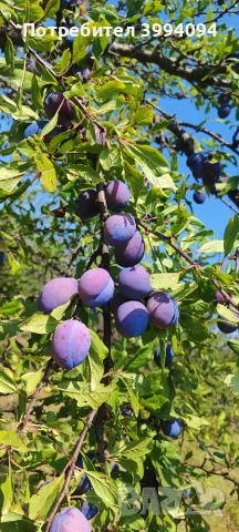 🍑 ПРОДАВАМ БИО СИНИ СЛИВИ – РАЙОН СЕВЛИЕВО