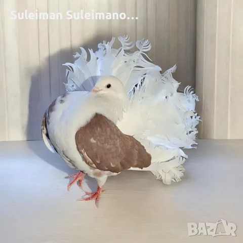  Свободен мъжки фенерлия