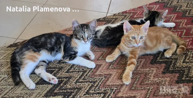 Супер котета британчета!!!, снимка 3 - Британска късокосместа - 54821461