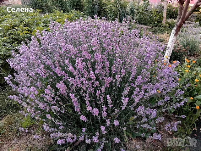 Разсад лавандула , снимка 2 - Разсади - 55573013