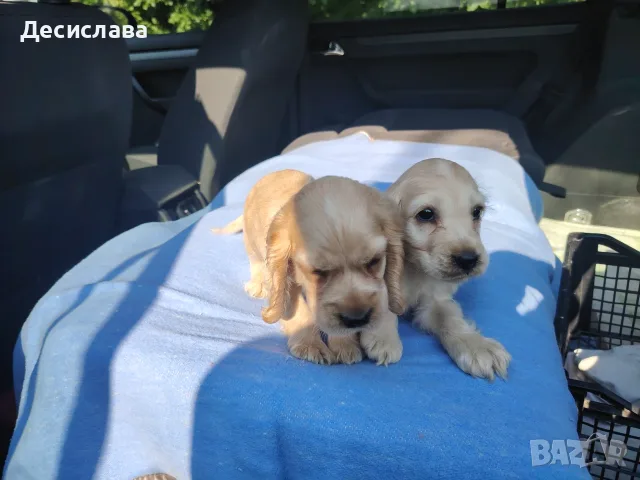 Кокер шпаньоли едно момче , снимка 4 - Шпаньоли - 55593830