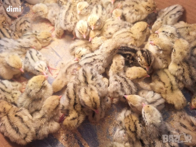 ПЪДПЪДЪЦИ ПРОДАВАМ , снимка 2 - Други - 54731421