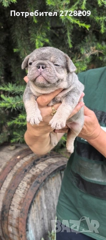 Френски булдог/French Bulldog , снимка 4 - Френски булдог - 54656690