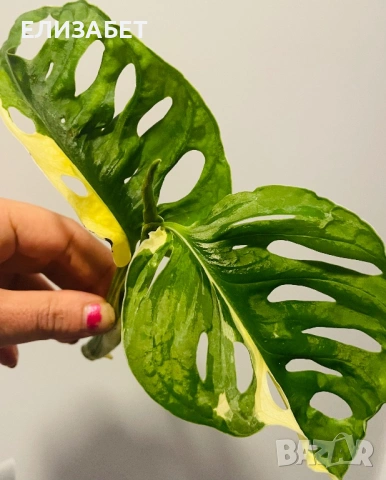 Monstera