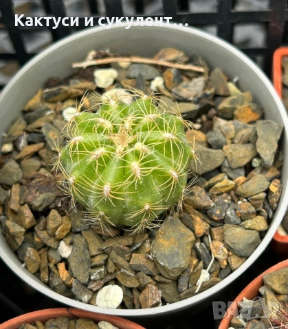 Кактус Oroya Peruviana var minima , снимка 2 - Градински цветя и растения - 54593992