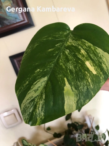 Резник monstera Aurea variegated , снимка 3 - Стайни растения - 54574277