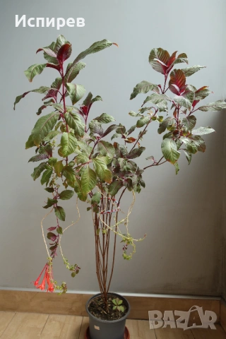 Боливийска фуксия, Fuchsia boliviana, 2-год. растение !