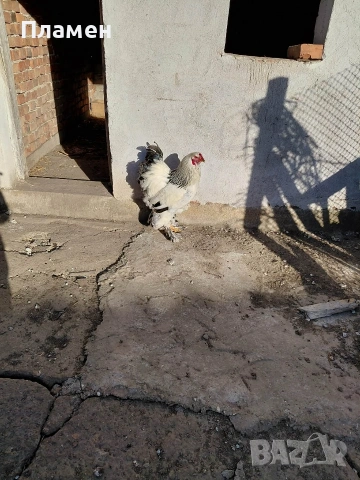 Продавам петел , Брама 