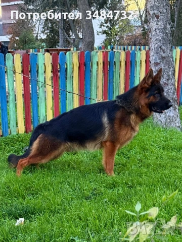 Немска овчарка мъжка