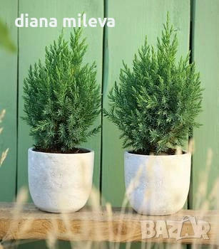 Хвойна Стрикта, Juniperus Stricta!!!, снимка 4 - Градински цветя и растения - 55190258