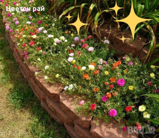 Кичесто калдаръмче , снимка 2 - Градински цветя и растения - 54365045