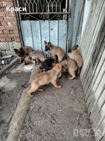 Белгийска овчарка 