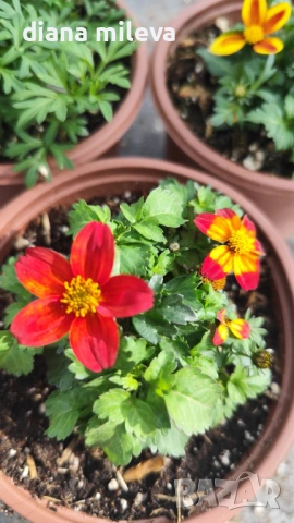 Три различни сорта Биденс!!, снимка 15 - Градински цветя и растения - 54284476