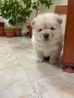 чау чау, снимка 3