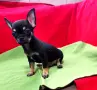 мини Чихуахуа с две ваксини , снимка 10