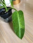 Philodendron Jose Buono , снимка 2