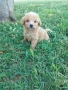 Малтипу/Maltipoo, снимка 2