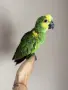 Ръчно хранена Синьочела Амазона, снимка 2