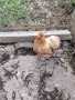 продавам кокошки с петел мини кохин, снимка 3