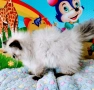 Хималайско момиче , снимка 9